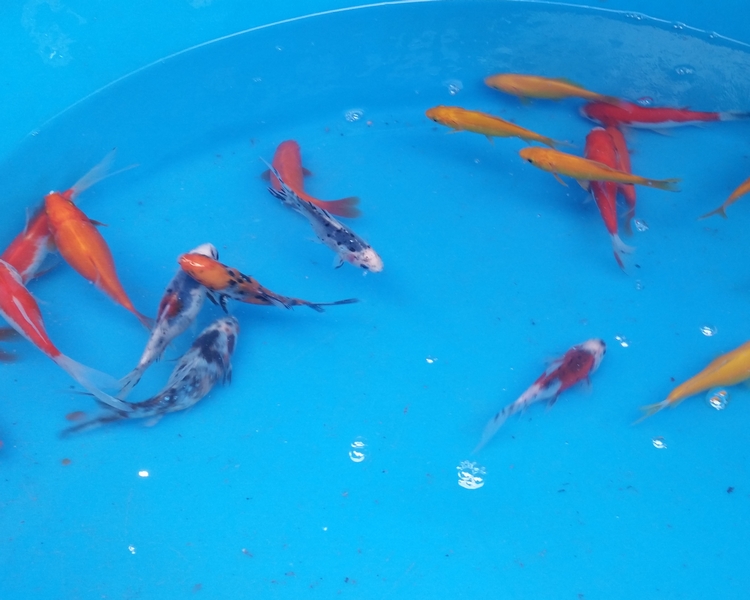 Small Goldfish Variety Pond Selection Pack